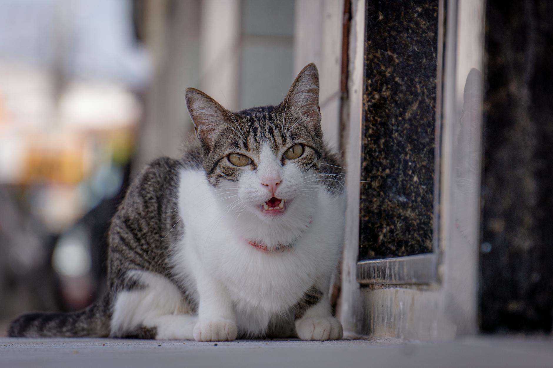 Luto en la comunidad del doblaje: Fallece Karoly Díaz, voz icónica del Gato con Sombrero